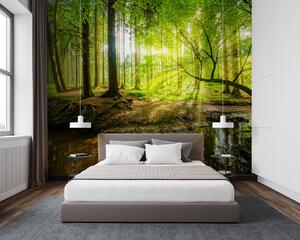 Fototapet Pârâul într-o pădure, Fototapet pădure, Fototapet populare, u93621 - Tapeko.ro