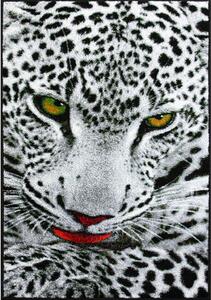 Covor Kolibri Leopard 11122