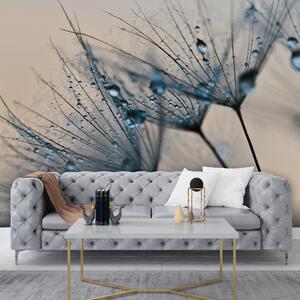 Fototapet Picături delicate pe semințe de păpădie, Fototapet 3D, Fototapet populare, u57557v1 - Tapeko.ro
