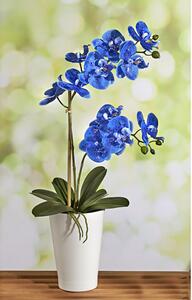 ASTOREO Orhidee albastra