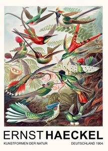 Reproducere Trochilidae–Kolibris / Birds (Vintage Academia) - Ernst Haeckel