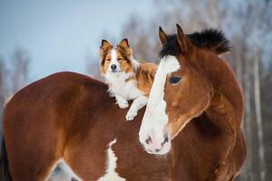 Fotografie Draft horse and red border collie dog, vikarus