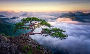 Fotografie On the rock, Tiger Seo, (40 x 24.6 cm)