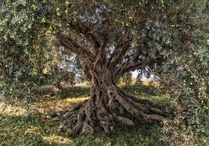 Fototapet 8-531 Olive Tree