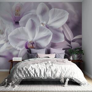 Tapet Flori delicate de orhidee albe și liliachii, iluminare blândă și un fundal cu textură neclară , Fototapet Flori, w09155 : Uwalls.ro