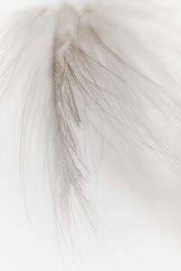 Fotografie White Feather, Magda Izzard