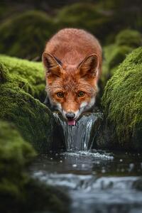 Fotografie LittleFox, Marcel Egger