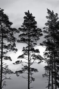 Ilustrare Swedish Trees, Mareike Böhmer, (26.7 x 40 cm)