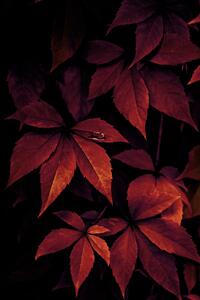 Fotografie de artă Dark Leaves, Mareike Böhmer, (26.7 x 40 cm)