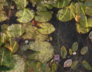 Ilustrație Pond plants, Nel Talen, (40 x 30 cm)
