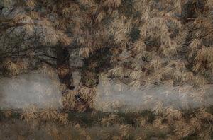 Ilustrare Pine tree, Nel Talen, (40 x 26.7 cm)