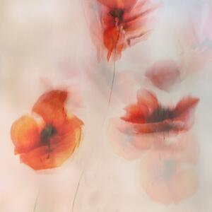 Ilustrare Painted poppies, Nel Talen, (40 x 40 cm)