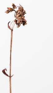 Fotografie de artă Dried brown plant 2, Studio Collection, (26.7 x 40 cm)