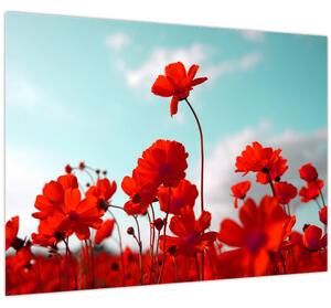 Tablou pe sticlă - Câmp cu flori roșu deschis (70x50 cm)
