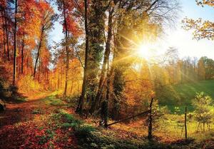 Fototapet colorat, pădure toamna şi răsărit de soare - 12108 - Fototapet24