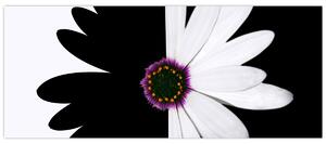 Tablou - Floare, alb- negru (120x50 cm)