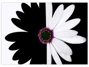 Tablou - Floare, alb- negru (70x50 cm)