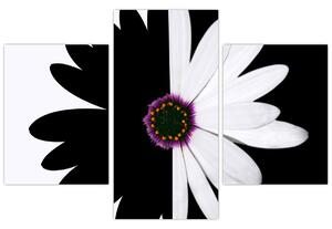 Tablou - Floare, alb- negru (90x60 cm)
