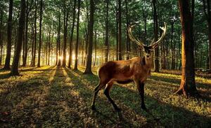 Tapet mural cerb în pădure verde - 3194 - Fototapet24