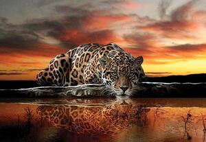 Tapet mural cu animale, panteră (jaguar) - 126 - Fototapet24