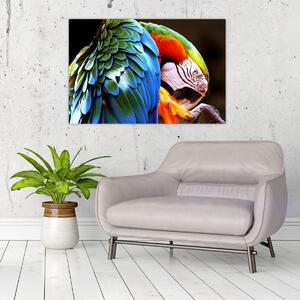 Tablou - Papagal (90x60 cm)