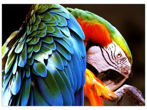 Tablou - Papagal (70x50 cm)