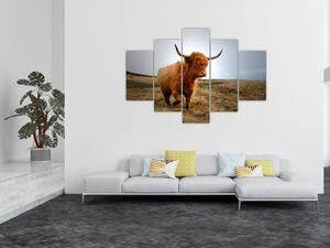 Tablou - Vaci scoțiene (150x105 cm)