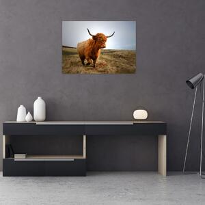 Tablou - Vaci scoțiene (70x50 cm)