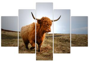Tablou - Vaci scoțiene (150x105 cm)