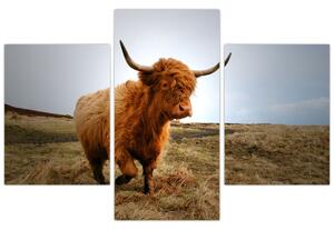 Tablou - Vaci scoțiene (90x60 cm)