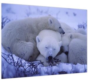 Tablou - Urși polari (70x50 cm)
