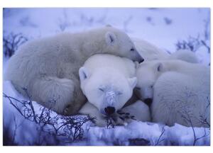 Tablou - Urși polari (90x60 cm)