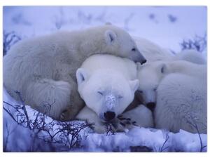 Tablou - Urși polari (70x50 cm)