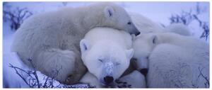 Tablou - Urși polari (120x50 cm)