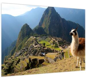 Tablou - Lama și Machu Picchu (70x50 cm)