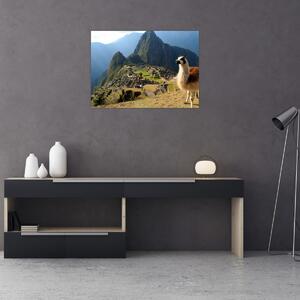 Tablou - Lama și Machu Picchu (70x50 cm)