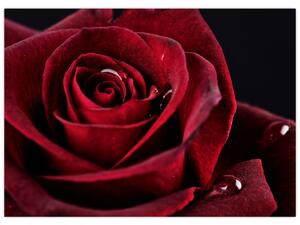 Tablou - Trandafir roșu (70x50 cm)