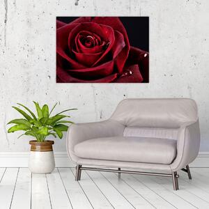 Tablou - Trandafir roșu (70x50 cm)