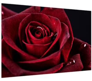Tablou - Trandafir roșu (90x60 cm)