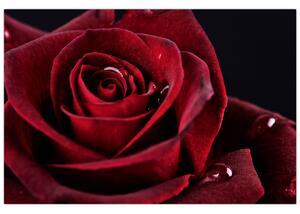 Tablou - Trandafir roșu (90x60 cm)