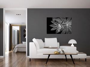Tablou - Frunze cu picături (90x60 cm)