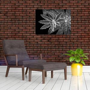 Tablou - Frunze cu picături (70x50 cm)