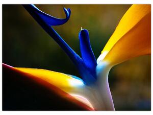 Tablou - Floare exotică (70x50 cm)