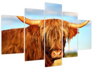 Tablou - Vacă scoțiană (150x105 cm)