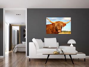 Tablou - Vacă scoțiană (90x60 cm)