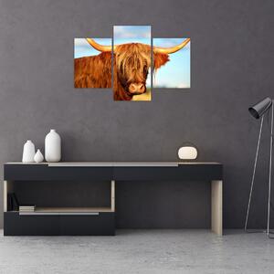 Tablou - Vacă scoțiană (90x60 cm)