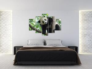 Tablou - Panda in copac (150x105 cm)