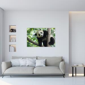 Tablou - Panda in copac (90x60 cm)