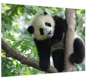 Tablou - Panda in copac (70x50 cm)