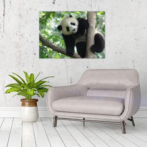Tablou - Panda in copac (70x50 cm)